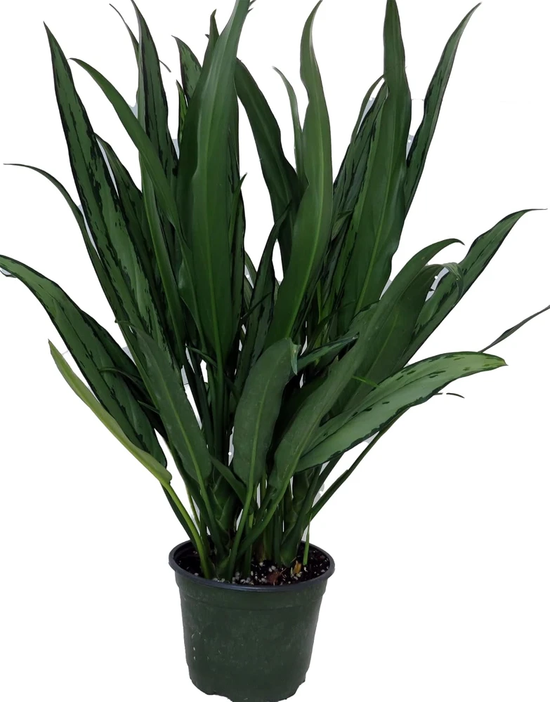 Cutlass Chinese Evergreen Plant – Aglaonema Live Plant – 6 inch Pot – Low Light Indoor - Image 1