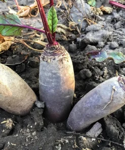 Cylindra Beet Seeds – 250 Dark Red Beta Vulgaris Vegetable Seeds – 60 Days Harvest - Image 2
