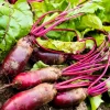 Cylindra Beet Seeds – 250 Dark Red Beta Vulgaris Vegetable Seeds – 60 Days Harvest - Image 1