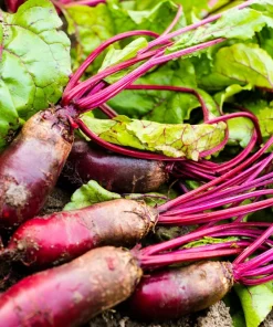 Cylindra Beet Seeds – 250 Dark Red Beta Vulgaris Vegetable Seeds – 60 Days Harvest - Image 1