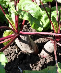 Cylindra Beet Seeds – 250 Dark Red Beta Vulgaris Vegetable Seeds – 60 Days Harvest - Image 3