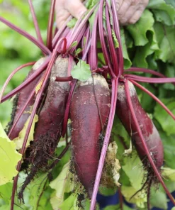 Cylindra Beet Seeds – 250 Dark Red Beta Vulgaris Vegetable Seeds – 60 Days Harvest - Image 4