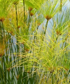 Cyperus Papyrus Seeds - 20 Count Paper Reed Water Plant Nile Grass - Image 10