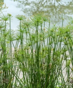 Cyperus Papyrus Seeds - 20 Count Paper Reed Water Plant Nile Grass - Image 2