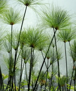 Cyperus Papyrus Seeds - 20 Count Paper Reed Water Plant Nile Grass - Image 3