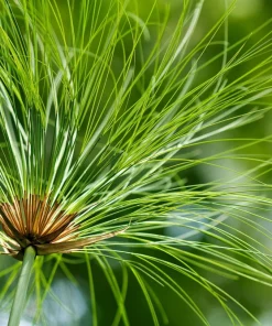Cyperus Papyrus Seeds - 20 Count Paper Reed Water Plant Nile Grass - Image 4
