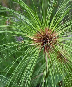 Cyperus Papyrus Seeds - 20 Count Paper Reed Water Plant Nile Grass - Image 5