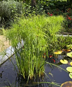 Cyperus Papyrus Seeds - 20 Count Paper Reed Water Plant Nile Grass - Image 6
