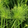 Cyperus Papyrus Seeds - 20 Count Paper Reed Water Plant Nile Grass - Image 1