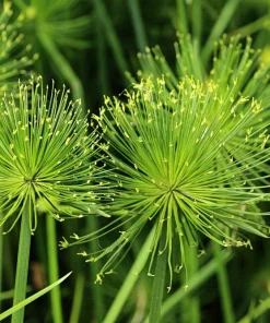 Cyperus Papyrus Seeds - 20 Count Paper Reed Water Plant Nile Grass - Image 1