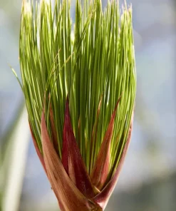 Cyperus Papyrus Seeds - 20 Count Paper Reed Water Plant Nile Grass - Image 7