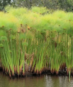 Cyperus Papyrus Seeds - 20 Count Paper Reed Water Plant Nile Grass - Image 8