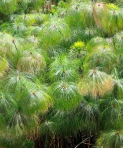 Cyperus Papyrus Seeds - 20 Count Paper Reed Water Plant Nile Grass - Image 9