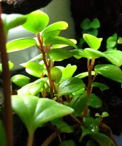 Cypress Peperomia Glabella Live Plant - Easy Succulent Houseplant - 2.5" Pot - Image 2