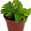 Cypress Peperomia Glabella Live Plant - Easy Succulent Houseplant - 2.5" Pot - Image 1