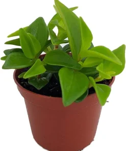 Cypress Peperomia Glabella Live Plant - Easy Succulent Houseplant - 2.5
