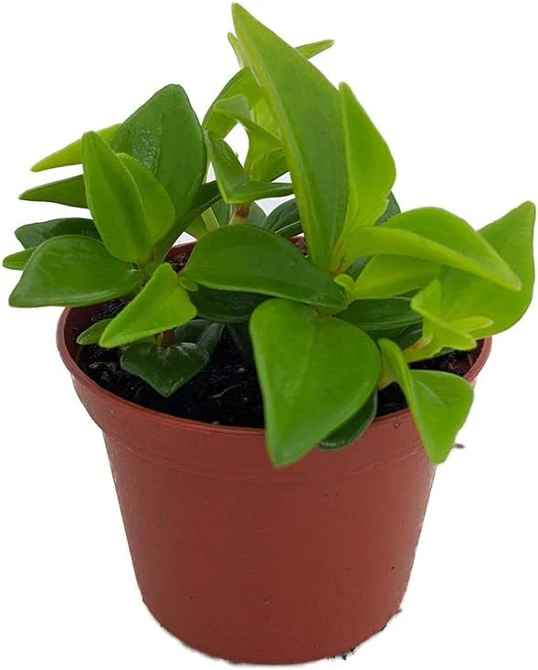 Cypress Peperomia Glabella Live Plant - Easy Succulent Houseplant - 2.5" Pot - Image 1