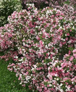 Czechmark Trilogy Weigela Live Plant - 4" Pot - White, Pink, Red Blooms - Image 2