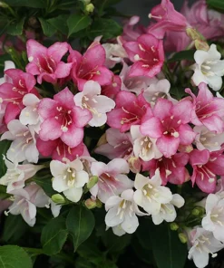 Czechmark Trilogy Weigela Live Plant - 4