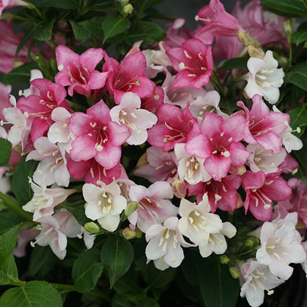 Czechmark Trilogy Weigela Live Plant - 4" Pot - White, Pink, Red Blooms - Image 1