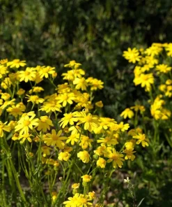 Dahlberg Daisy Seeds – Thymophylla Tenuiloba – Gold Fleece Carpet Yellow Flower Seeds – 1000 Seeds - Image 10