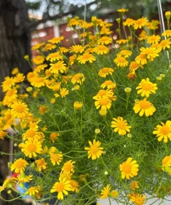 Dahlberg Daisy Seeds – Thymophylla Tenuiloba – Gold Fleece Carpet Yellow Flower Seeds – 1000 Seeds - Image 11