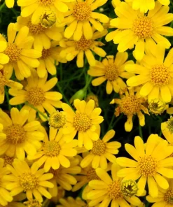 Dahlberg Daisy Seeds – Thymophylla Tenuiloba – Gold Fleece Carpet Yellow Flower Seeds – 1000 Seeds - Image 2