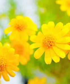 Dahlberg Daisy Seeds – Thymophylla Tenuiloba – Gold Fleece Carpet Yellow Flower Seeds – 1000 Seeds - Image 3