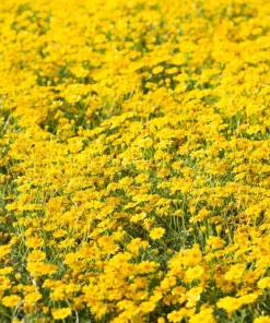 Dahlberg Daisy Seeds – Thymophylla Tenuiloba – Gold Fleece Carpet Yellow Flower Seeds – 1000 Seeds - Image 5