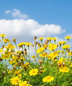 Dahlberg Daisy Seeds – Thymophylla Tenuiloba – Gold Fleece Carpet Yellow Flower Seeds – 1000 Seeds - Image 6