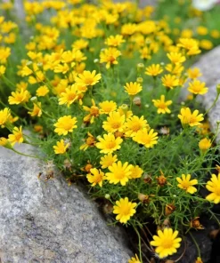 Dahlberg Daisy Seeds – Thymophylla Tenuiloba – Gold Fleece Carpet Yellow Flower Seeds – 1000 Seeds - Image 7