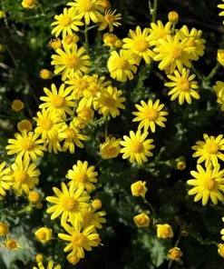 Dahlberg Daisy Seeds – Thymophylla Tenuiloba – Gold Fleece Carpet Yellow Flower Seeds – 1000 Seeds - Image 9
