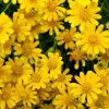 Dahlberg Daisy Seeds – Thymophylla Tenuiloba – Gold Fleece Carpet Yellow Flower Seeds – 1000 Seeds - Image 1