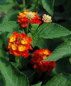 Dallas Red Lantana Live Plant - Flowering Perennial, 1 Gallon Pot, Red/Yellow Blooms - Image 2