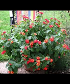 Dallas Red Lantana Live Plant - Flowering Perennial, 1 Gallon Pot, Red/Yellow Blooms - Image 3