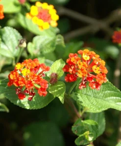 Dallas Red Lantana Live Plant - Flowering Perennial, 1 Gallon Pot, Red/Yellow Blooms - Image 4