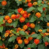 Dallas Red Lantana Live Plant - Flowering Perennial, 1 Gallon Pot, Red/Yellow Blooms - Image 1
