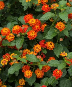 Dallas Red Lantana Live Plant - Flowering Perennial, 1 Gallon Pot, Red/Yellow Blooms - Image 1