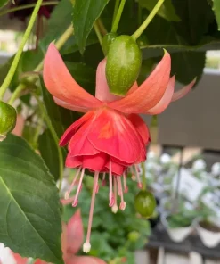 Dancing Flame Fuchsia Live Plant – Bi-Color Flowering – 6