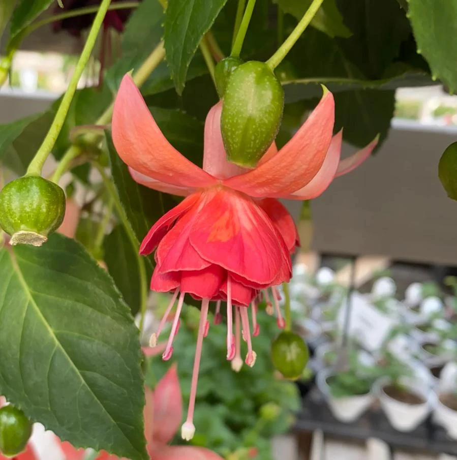 Dancing Flame Fuchsia Live Plant – Bi-Color Flowering – 6" Pot – Shade-Loving Outdoor - Image 2