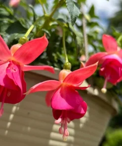Dancing Flame Fuchsia Live Plant – Bi-Color Flowering – 6