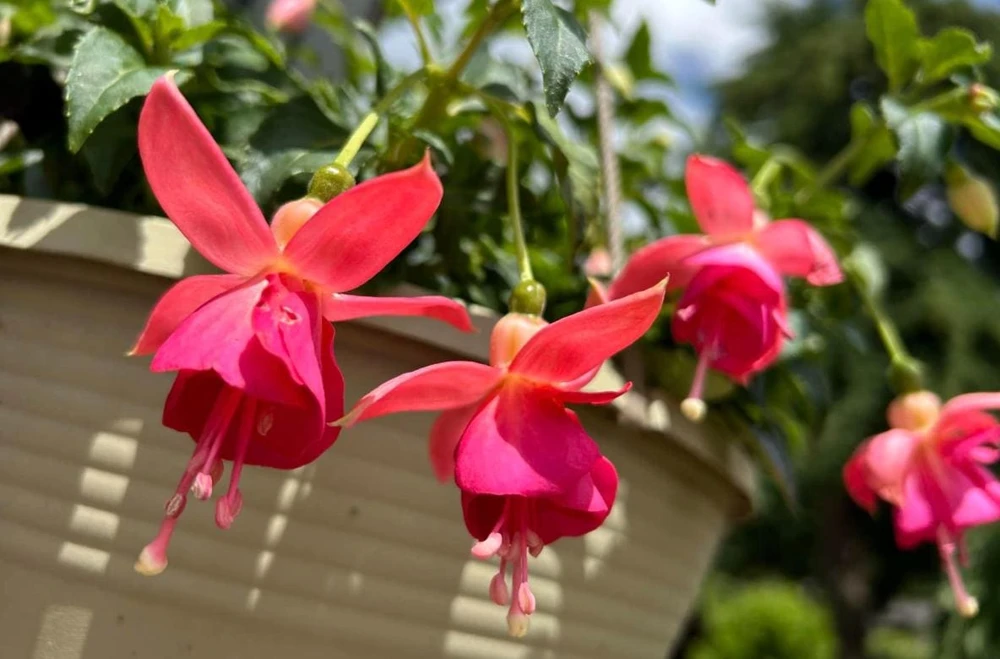 Dancing Flame Fuchsia Live Plant – Bi-Color Flowering – 6" Pot – Shade-Loving Outdoor - Image 3