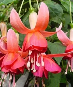 Dancing Flame Fuchsia Live Plant – Bi-Color Flowering – 6