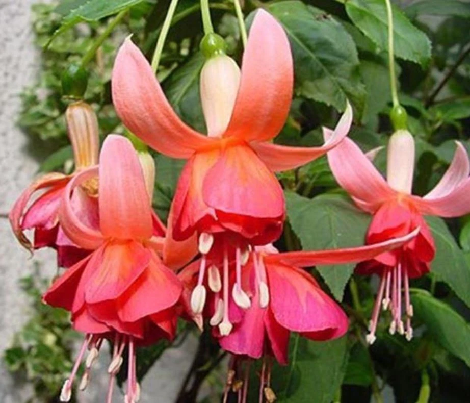 Dancing Flame Fuchsia Live Plant – Bi-Color Flowering – 6" Pot – Shade-Loving Outdoor - Image 4