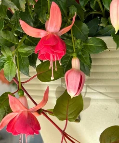 Dancing Flame Fuchsia Live Plant – Bi-Color Flowering – 6