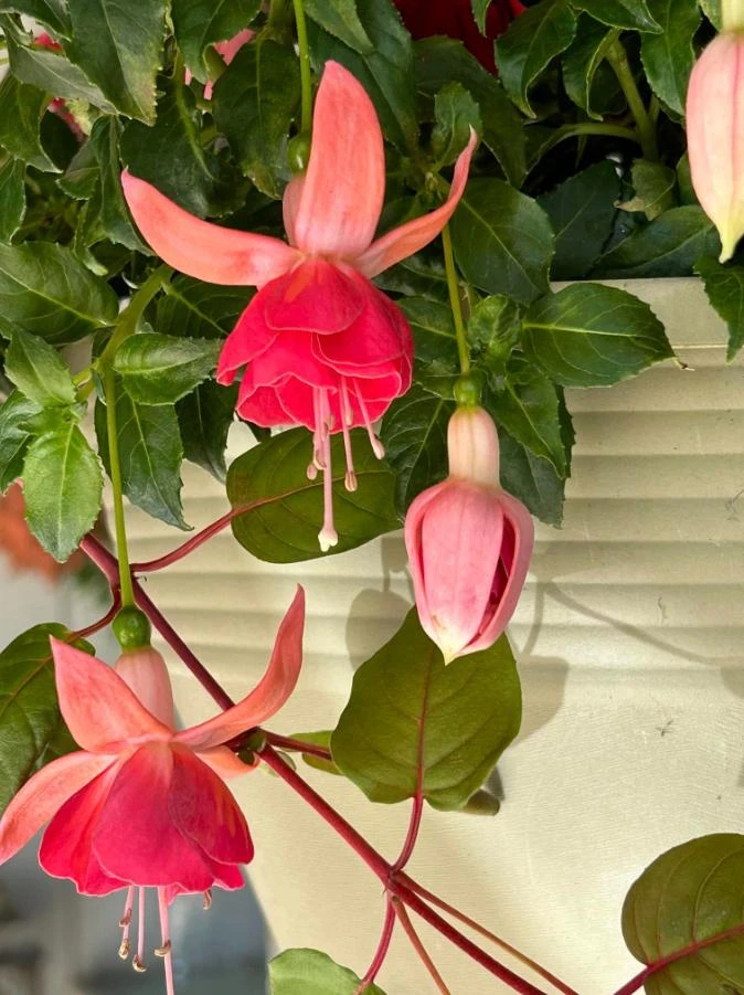 Dancing Flame Fuchsia Live Plant – Bi-Color Flowering – 6" Pot – Shade-Loving Outdoor - Image 5