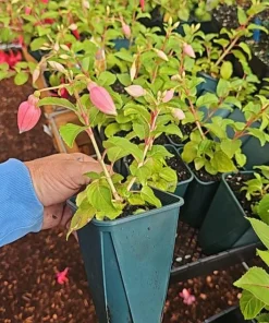 Dancing Flame Fuchsia Live Plant – Bi-Color Flowering – 6