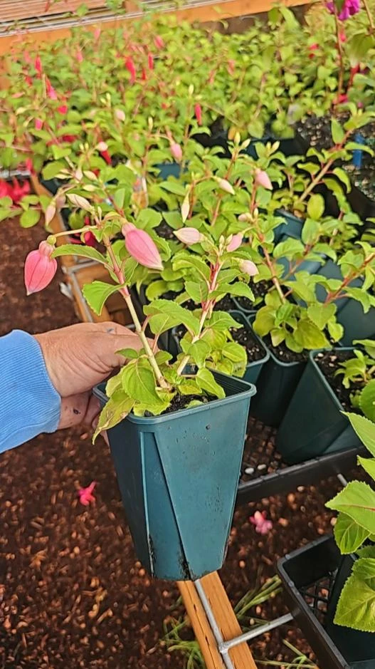 Dancing Flame Fuchsia Live Plant – Bi-Color Flowering – 6" Pot – Shade-Loving Outdoor - Image 6