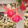 Dancing Flame Fuchsia Live Plant – Bi-Color Flowering – 6" Pot – Shade-Loving Outdoor - Image 1