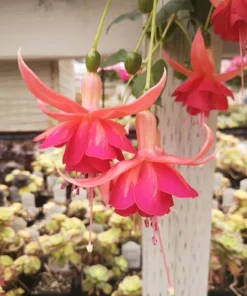 Dancing Flame Fuchsia Live Plant – Bi-Color Flowering – 6